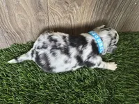 Cash, a male Toy Australian Shepherd for sale in South Whitley, IN – 3 of 3