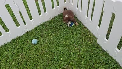 Buddy, a male Toy Australian Shepherd for sale in South Whitley, IN – 6 of 7