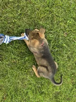Sunshine, a female German Shepherd Dog for sale in South Whitley, IN – 2 of 4