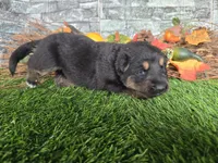 Smokey, a male German Shepherd Dog for sale in South Whitley, IN – 3 of 3
