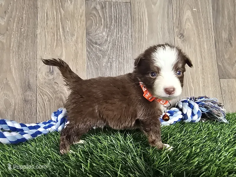 Buddy – Toy Australian Shepherd puppy for sale in South Whitley, IN