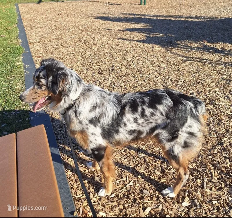 Bailey  – Australian Shepherd puppy for sale in South Whitley, IN