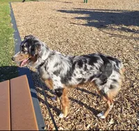 Bailey , a female Australian Shepherd for sale in South Whitley, IN – Photo 1 of 2
