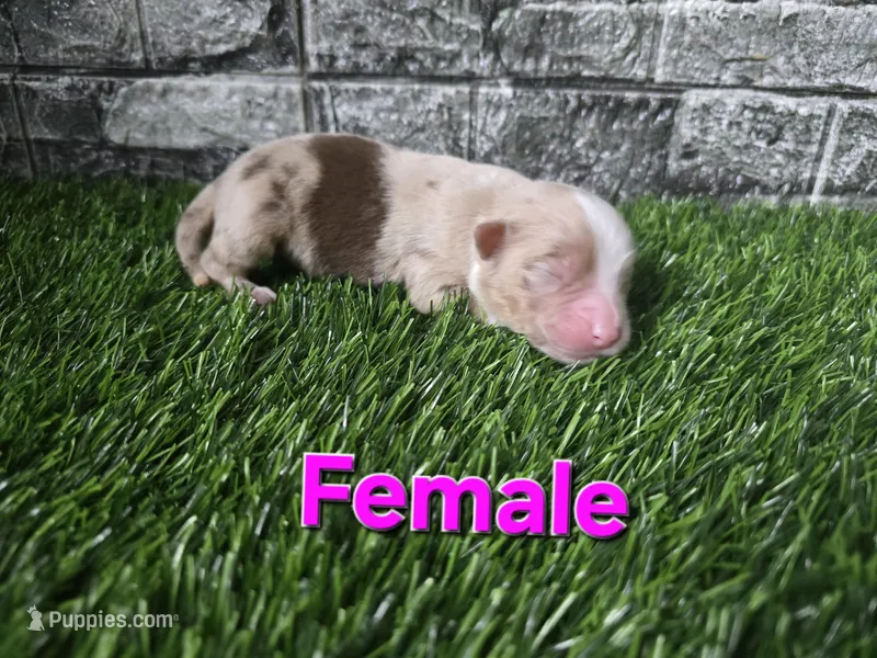 Bailey  – Australian Shepherd puppy for sale in South Whitley, IN