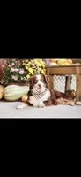 Bailey , a female Australian Shepherd for sale in South Whitley, IN – Photo 2 of 2