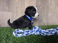 Bear/Black Bi/blue eyes, a male Toy Australian Shepherd for sale in South Whitley, IN – 3 of 4