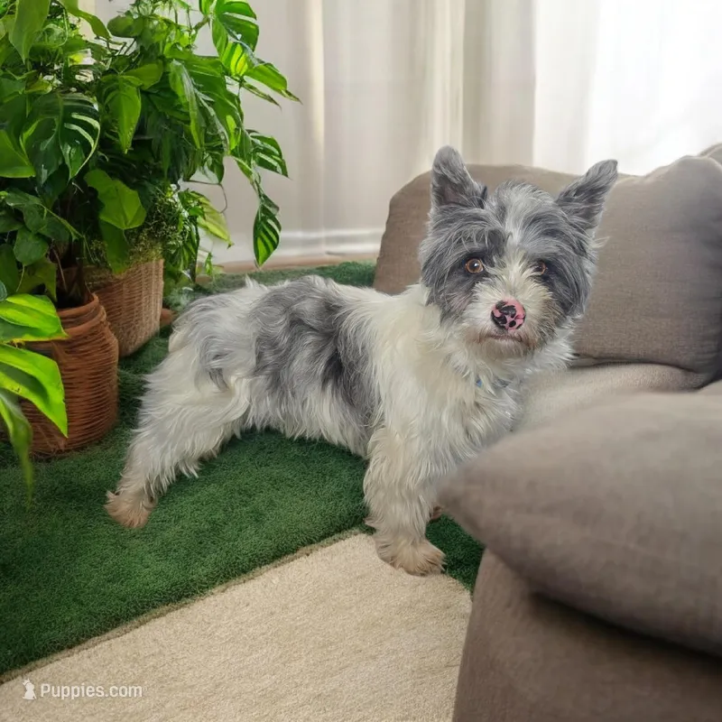 Benson  – Yorkshire Terrier puppy for sale in South Whitley, IN