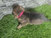 Gretta, a female German Shepherd Dog for sale in South Whitley, IN – 3 of 7