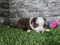 Sugar, a female Toy Australian Shepherd for sale in South Whitley, IN – 2 of 3