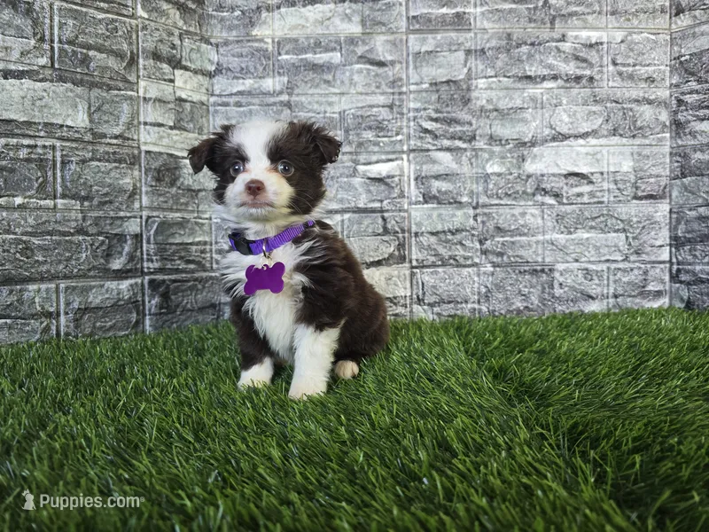 Sunshine – Toy Australian Shepherd puppy for sale in South Whitley, IN