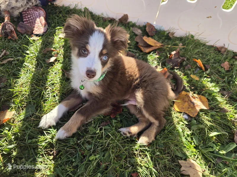 Buddy – Toy Australian Shepherd puppy for sale in South Whitley, IN