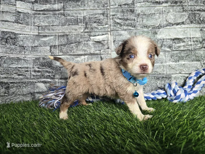 Benson  – Toy Australian Shepherd puppy for sale in South Whitley, IN