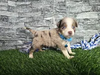 Benson , a male Toy Australian Shepherd for sale in South Whitley, IN – 1 of 1