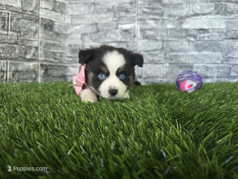 Chole  – Miniature Australian Shepherd puppy for sale in South Whitley, IN