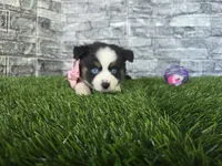 Chole , a female Miniature Australian Shepherd for sale in South Whitley, IN – 1 of 3