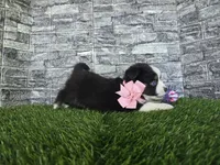 Chole , a female Miniature Australian Shepherd for sale in South Whitley, IN – 2 of 3