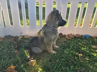 Misty** REDUCED , a female German Shepherd Dog for sale in South Whitley, IN – 2 of 6
