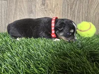 Charlie , a male Toy Australian Shepherd for sale in South Whitley, IN – 4 of 4