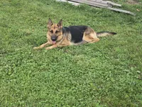 Joy, a female German Shepherd Dog for sale in South Whitley, IN – 5 of 6