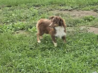 Buddy, a male Toy Australian Shepherd for sale in South Whitley, IN – 5 of 7