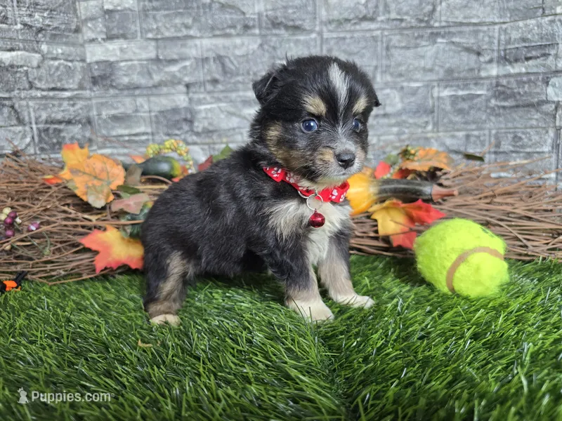 Charlie  – Toy Australian Shepherd puppy for sale in South Whitley, IN