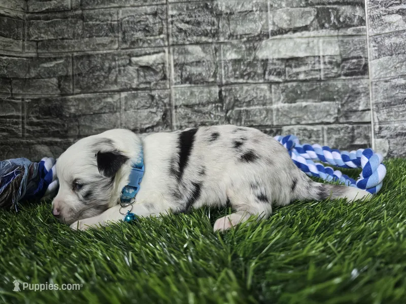 Jasper – Toy Australian Shepherd puppy for sale in South Whitley, IN
