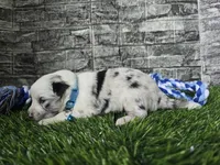 Jasper, a male Toy Australian Shepherd for sale in South Whitley, IN – 6 of 10