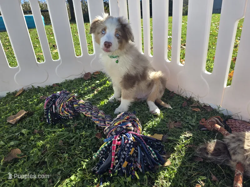 Delani – Toy Australian Shepherd puppy for sale in South Whitley, IN
