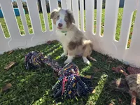 Delani (REDUCED), a male Toy Australian Shepherd for sale in South Whitley, IN – 1 of 6