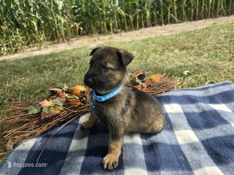 Miles – German Shepherd Dog puppy for sale in South Whitley, IN
