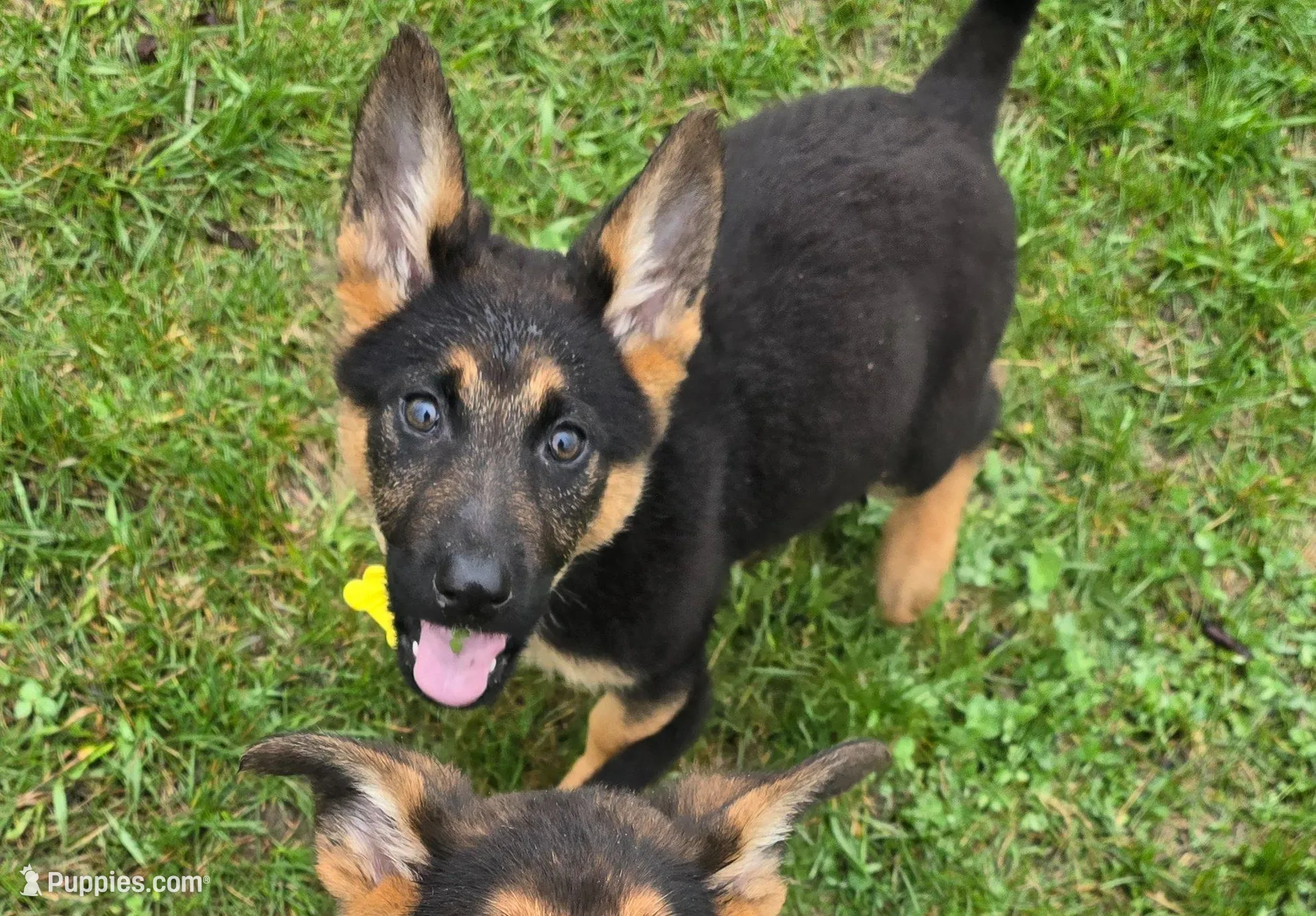 Chole  – German Shepherd Dog puppy for sale in South Whitley, IN
