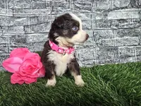 Beauty-Red tri , a female Toy Australian Shepherd for sale in South Whitley, IN – 4 of 4
