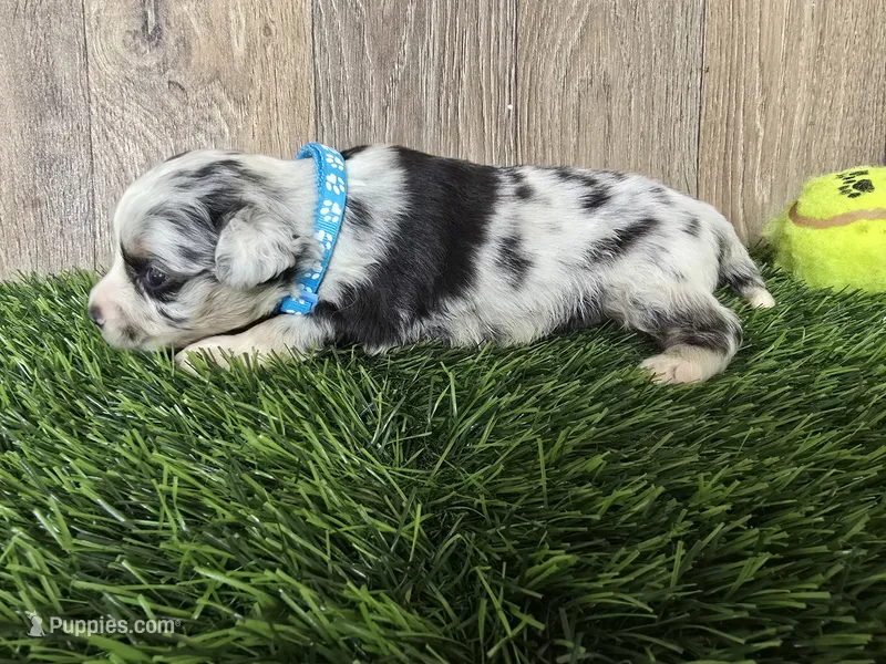 Cash – Toy Australian Shepherd puppy for sale in South Whitley, IN