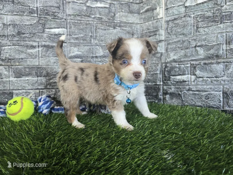 Benson  – Toy Australian Shepherd puppy for sale in South Whitley, IN