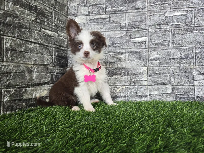 Sugar – Toy Australian Shepherd puppy for sale in South Whitley, IN