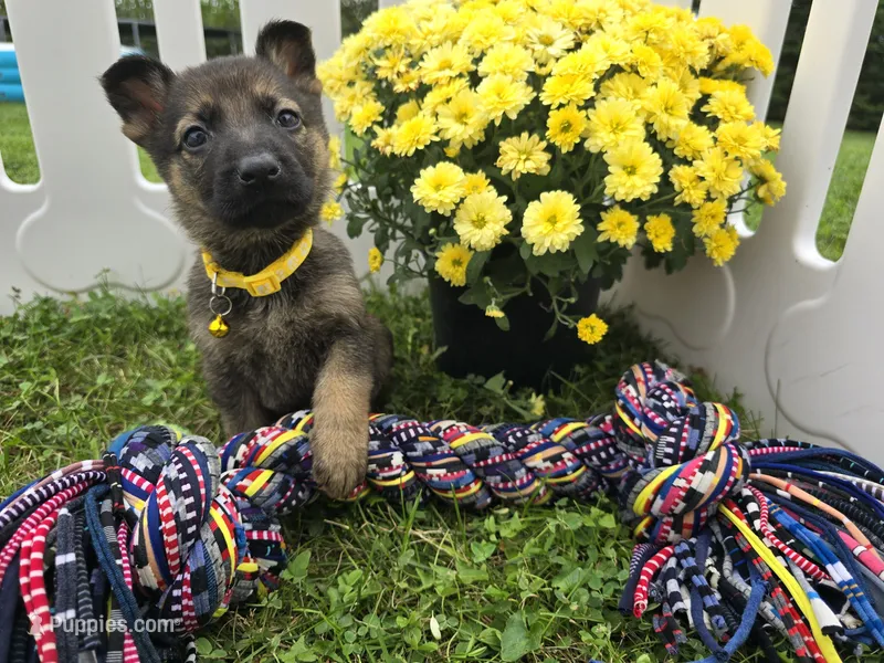 Miley – German Shepherd Dog puppy for sale in South Whitley, IN
