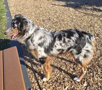 Beauty , a female Australian Shepherd for sale in South Whitley, IN – Photo 2 of 2