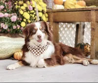 Beauty , a female Australian Shepherd for sale in South Whitley, IN – Photo 1 of 2