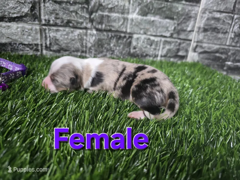 Beauty  – Australian Shepherd puppy for sale in South Whitley, IN