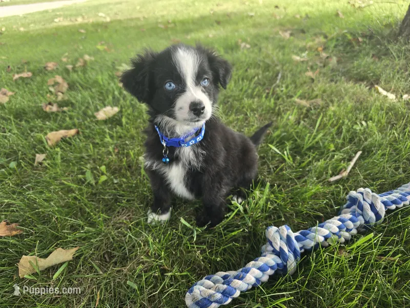 Bear/Black Bi/blue eyes – Toy Australian Shepherd puppy for sale in South Whitley, IN