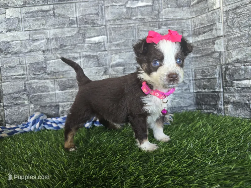 Beauty-Red tri  – Toy Australian Shepherd puppy for sale in South Whitley, IN