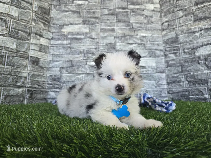 Jasper – Toy Australian Shepherd puppy for sale in South Whitley, IN