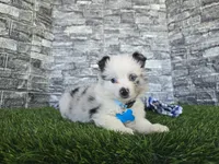 Jasper, a male Toy Australian Shepherd for sale in South Whitley, IN – 1 of 10