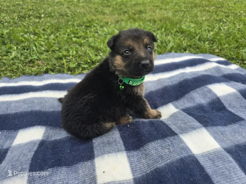 Milo  – German Shepherd Dog puppy for sale in South Whitley, IN