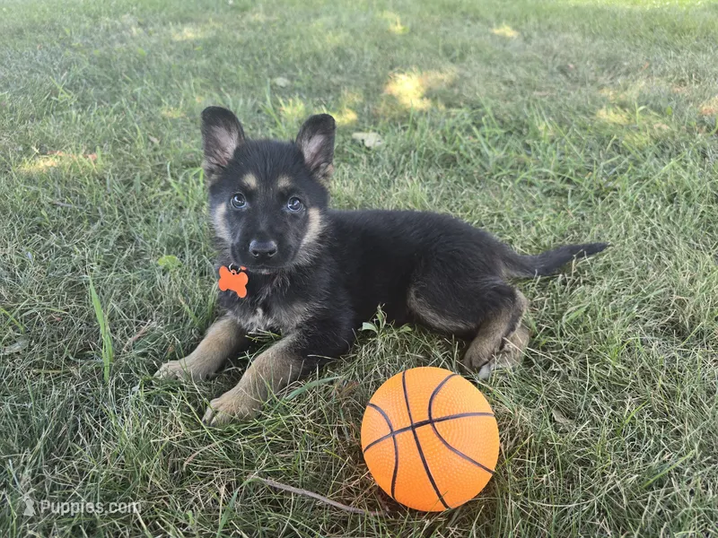 Gatlin – German Shepherd Dog puppy for sale in South Whitley, IN