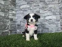 Chole , a female Miniature Australian Shepherd for sale in South Whitley, IN – 3 of 3