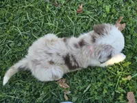 Dakota, a male Toy Australian Shepherd for sale in South Whitley, IN – 6 of 10