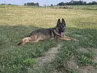 Misty** REDUCED , a female German Shepherd Dog for sale in South Whitley, IN – 6 of 6