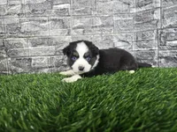 Bella, a female Miniature Australian Shepherd for sale in South Whitley, IN – 3 of 3