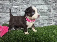 Beauty-Red tri , a female Toy Australian Shepherd for sale in South Whitley, IN – 2 of 4